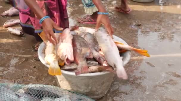 女人包装饼干 鱼在地上变成一个大碗 旁边有渔网 美联社 Chirala鱼市场 2022年12月 — 图库视频影像