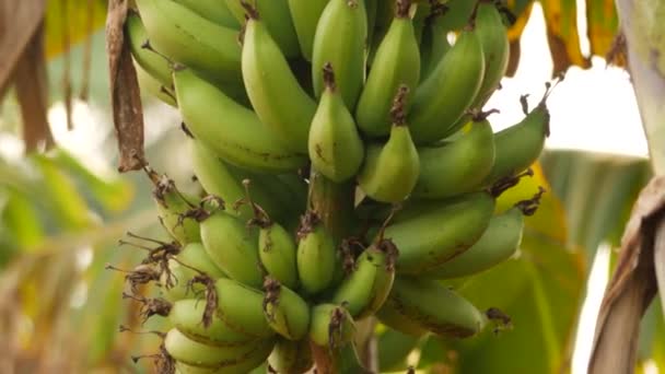 Verschwommene Bananenblätter Hintergrund Bündel Unreifer Bananen Hängen Von Seinem Baum — Stockvideo