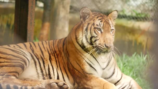 Tylny Widok Boku Siedzi Tygrys — Wideo stockowe
