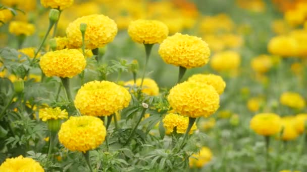 Yellow Marigold Flower Breeze Effect Green Leaves Stem — Stock Video