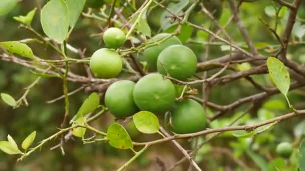 Soprando Ramos Limão Embalados Semeando Frutas Cítricas — Vídeo de Stock