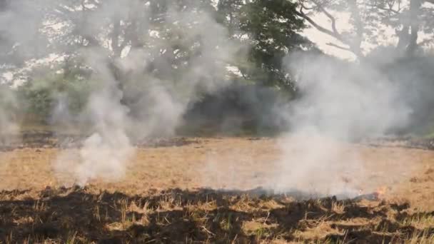 Zhaslý Oheň Spálená Část Uvolňující Kouř Atmosféry — Stock video