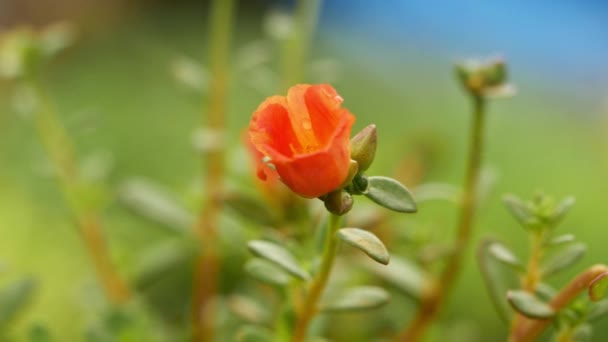 Червоні Макові Квіти Саду Макро Повільний Рух — стокове відео
