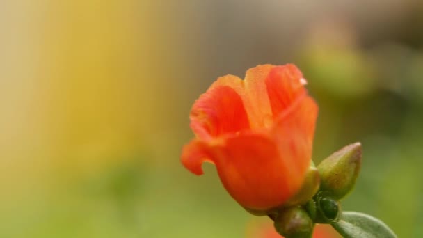 Kırmızı Gelincik Çiçekleri Bahçe Makrosunda Yavaş Çekimde — Stok video