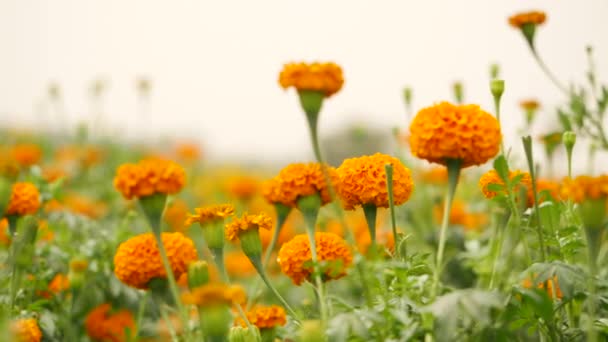 Plný Marigold Světle Oranžová Květinová Zahrada — Stock video
