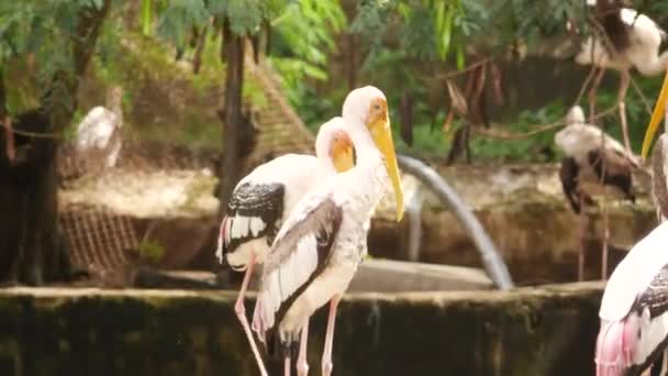 森林中的长颈鸟 — 图库视频影像