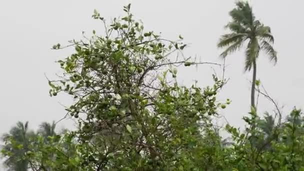 Top Kalk Träd Utspridda Grenar Palm Bakgrund — Stockvideo