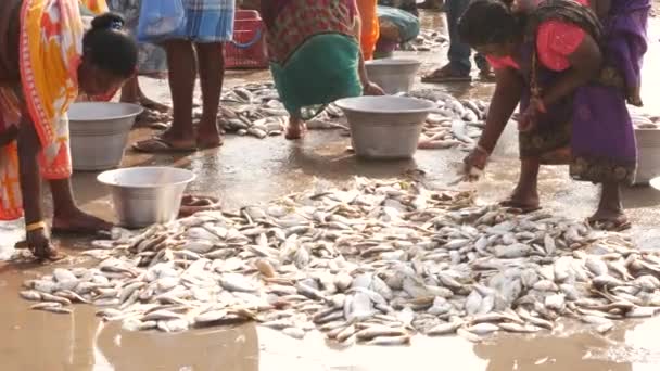 Kvinner Sorterer Fisk Spredt Bakken Fiskemarked Chirala Fiskemarked India Dec – stockvideo