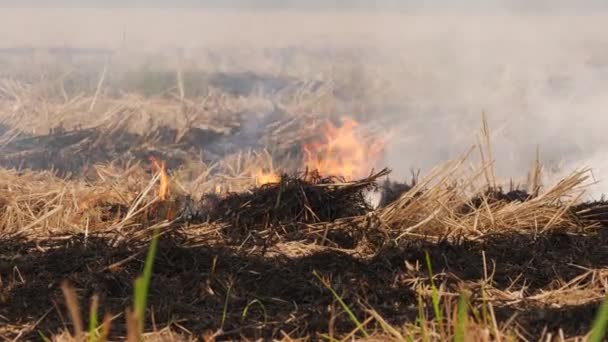 燃烧着的干枯灌木丛冒出浓烟 — 图库视频影像