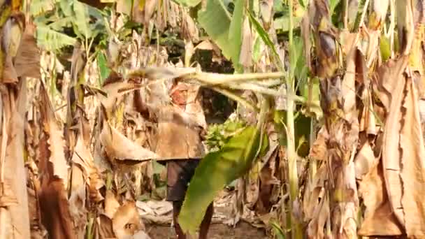 Farmer Plucking Bunch Unripe Bananas Banana Farmland — Stock Video