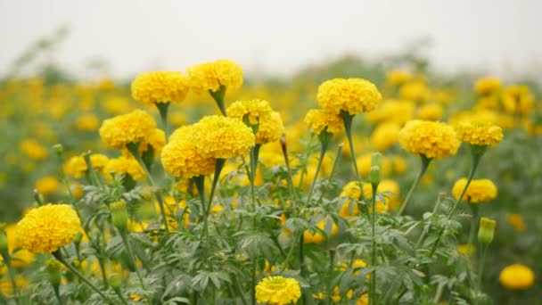 Amarelo Alto Calêndula Flor Copo Forma Base Folhas Verdes Caule — Vídeo de Stock