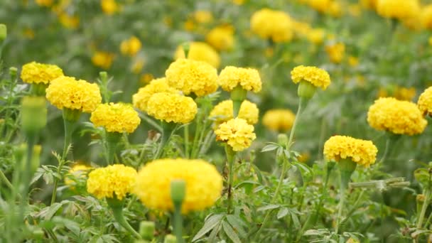Sarı Olgunlaşmış Olgunlaşmamış Marigold Bahçesi Meltem Etkisi — Stok video