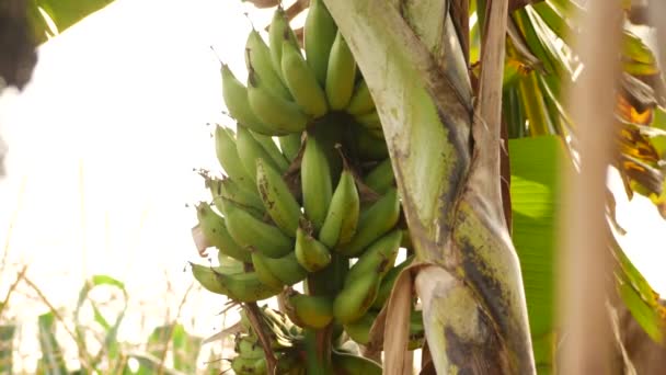 Shot Camera Capturing Bunch Banana Sky — Stock Video