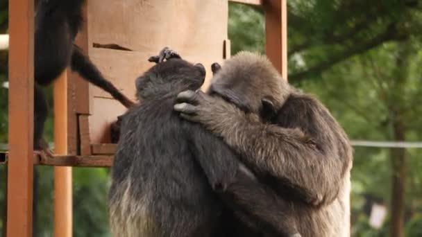 Romantické Opice Lese — Stock video