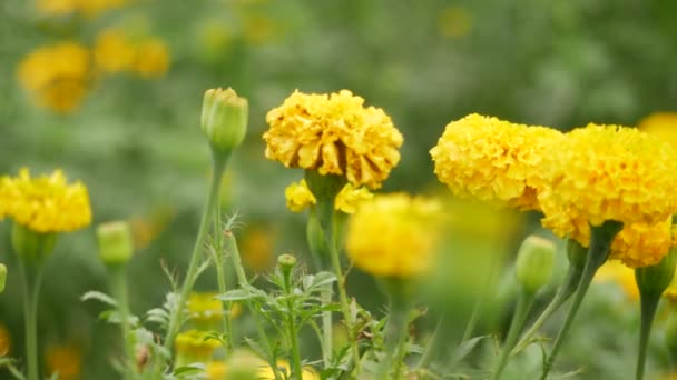 Çiçek Açan Sarı Kadife Çiçeğinin Zıt Sıralanmış Gövdesi Yaprakların Üzerinde — Stok video