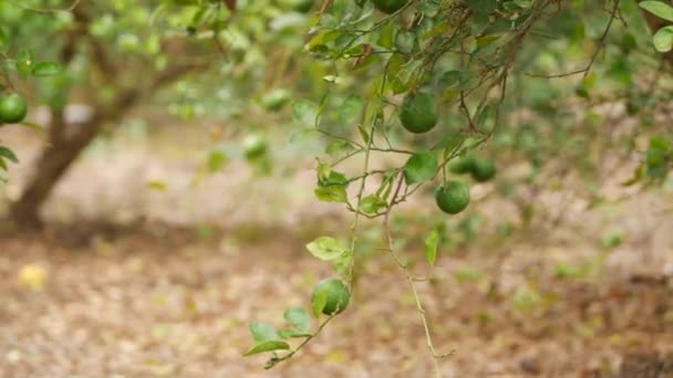 열매가 장식용 나무를 — 비디오