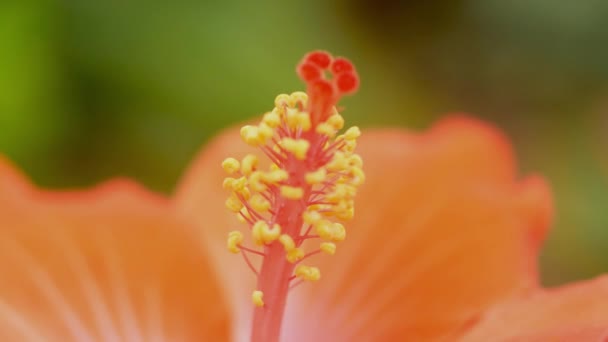 Czerwony Hibiskus Kwiat Zbliżenie Powolny Ruch — Wideo stockowe