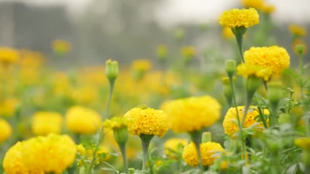 高大而矮小的黄色菊花迎风效果模糊的花园背景 — 图库视频影像