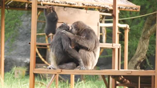 Дві Поцілунки Мавп Зоопарку — стокове відео