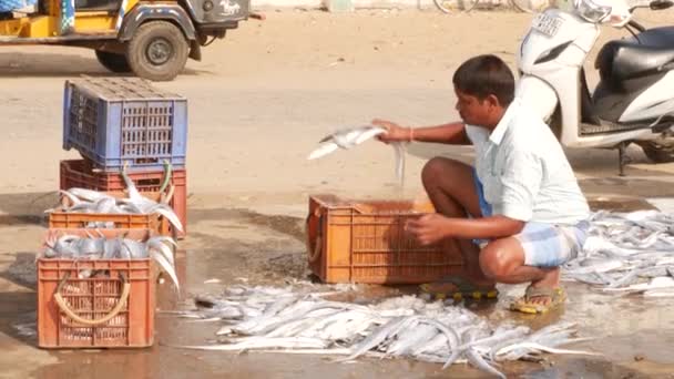 Muž Balí Dlouhé Ryby Zemi Uvnitř Beden Chirala Fish Market — Stock video