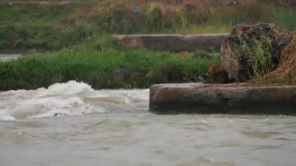Einfangen Eines Fließenden Flusses Mit Felsen Und Gräsern Darin — Stockvideo