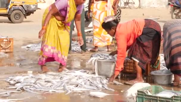 大きなボウルに長い死んだ魚を詰め込む女性 シララ魚市場 インド 12月2022 — ストック動画