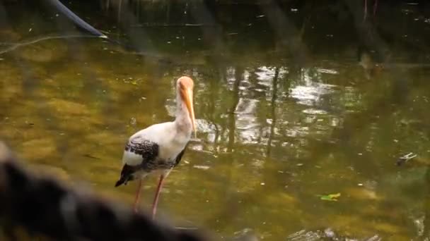 Bird Walking Swamp — Stock Video