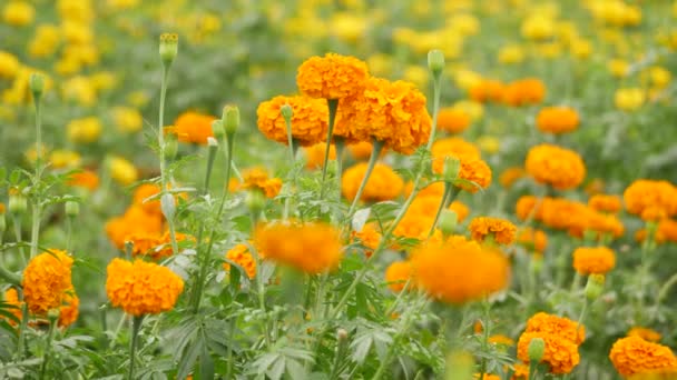 Ярко Оранжевый Цветок Листовой Зеленый Стебель Размытые Желтые Цветы Фон — стоковое видео