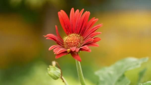 Czerwony Kwiat Dahlii Ogrodzie Barberton Stokrotka — Wideo stockowe