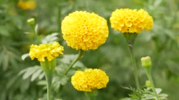 Kvetoucí Žluté Marigold Květiny Klastrech Zelené Listy Pozadí — Stock video