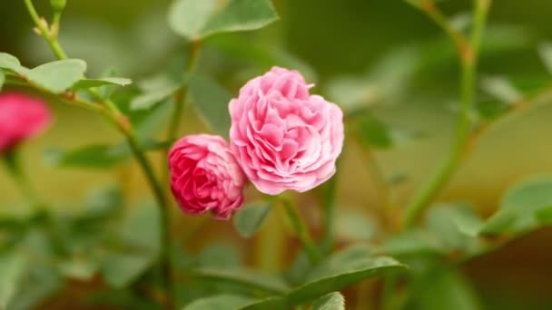 Два Цветка Розовой Розы Закрываются Медленным Движением — стоковое видео