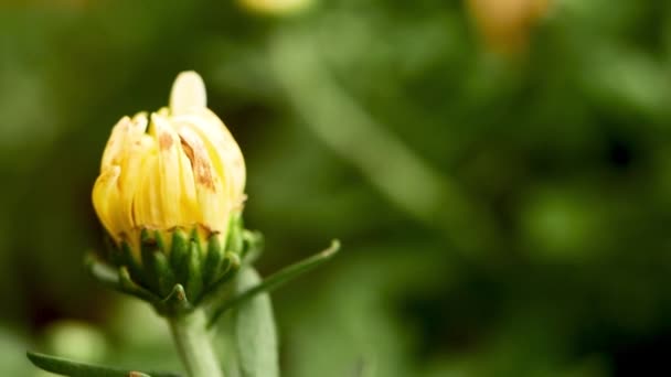Žlutý Tulipán Jarním Květu Zelené — Stock video