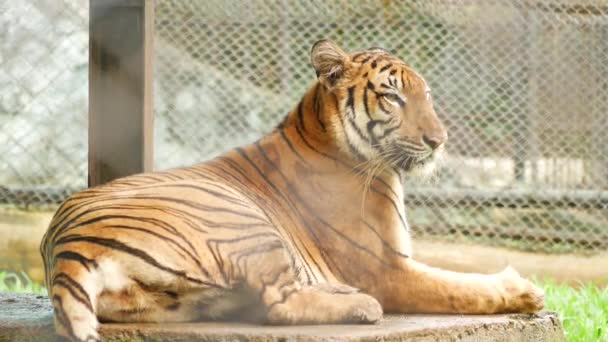 Celotělový Klip Zoo Tygr — Stock video