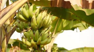 Bulanık arka plan, 4k kamera bir grup olgunlaşmamış muza odaklanmış.