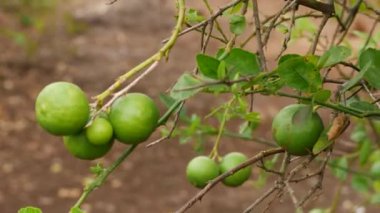 Meyveli 4k limon dalı