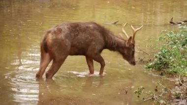Bataklıkta yan görüş geyiği