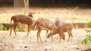 Ormanda Dört Ayakta Geyik