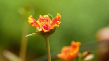 Bahçedeki portakal çiçeği