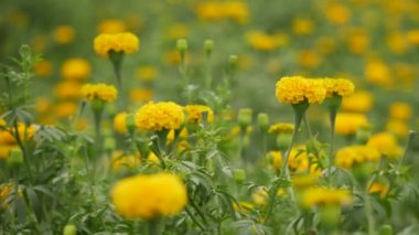 Bulanık arkaplan sarı kadife çiçeği esinti efekti