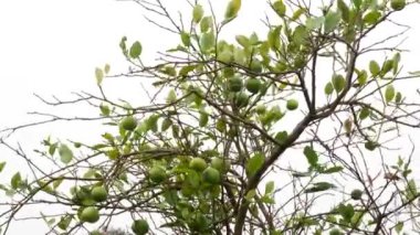 4k limon ağacı dalları olgunlaşmamış meyvelerle esiyor