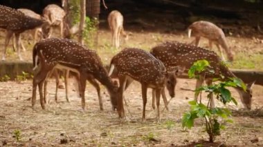 Ormanda geyik yiyorum.