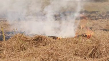Ateş, kurumuş çalıları yakar duman çıkarır, arkasında da yanmış çalılar.