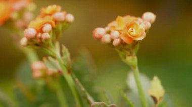 orange flower with dew drops