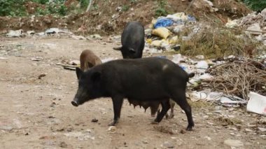 Su ve domuzlu büyük çöp yığını - su kirliliği