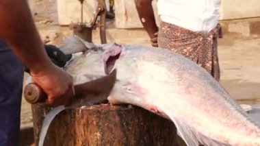 Çok büyük bir balığın kafasını çıkarmak için keskin bir keski kullanan bir adam.
