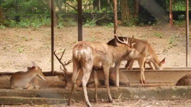 Oturmuş geyik ormanlarını yiyor.