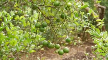 Yapraksız dallara bağlı turunçgil meyveleri
