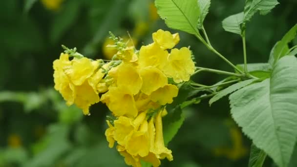 Zahradě Kvetl Horolezec Vrbovými Listy Žlutý Květ — Stock video
