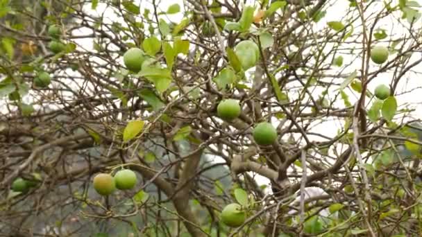 Reife Und Unreife Zitronenfrüchte Blattlose Zweige — Stockvideo