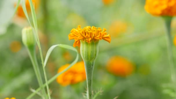Kvetoucí Oranžová Marigold Jasně Zelený Pohár Tvaru Základny Breeze Efekt — Stock video